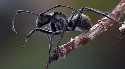 Садовый черный муравей